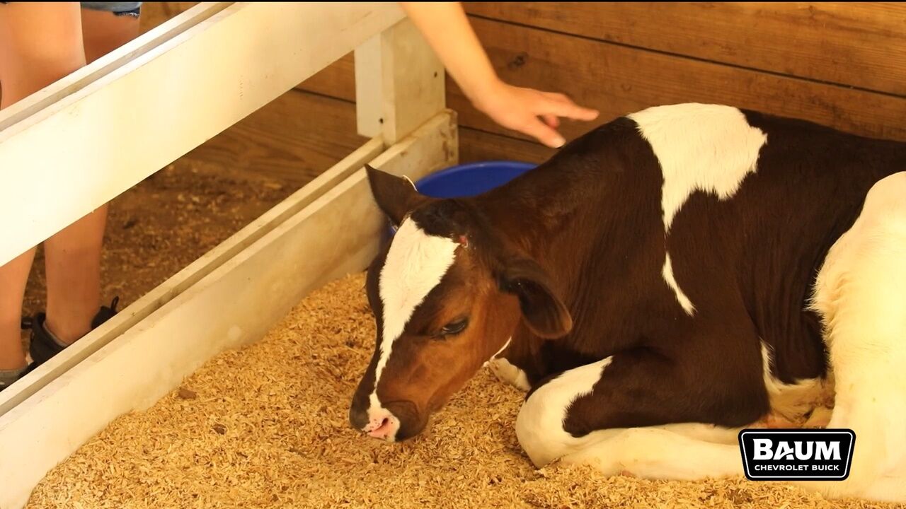 Agribusiness Today: Illini Dairy Club lets fairgoers connect with nature